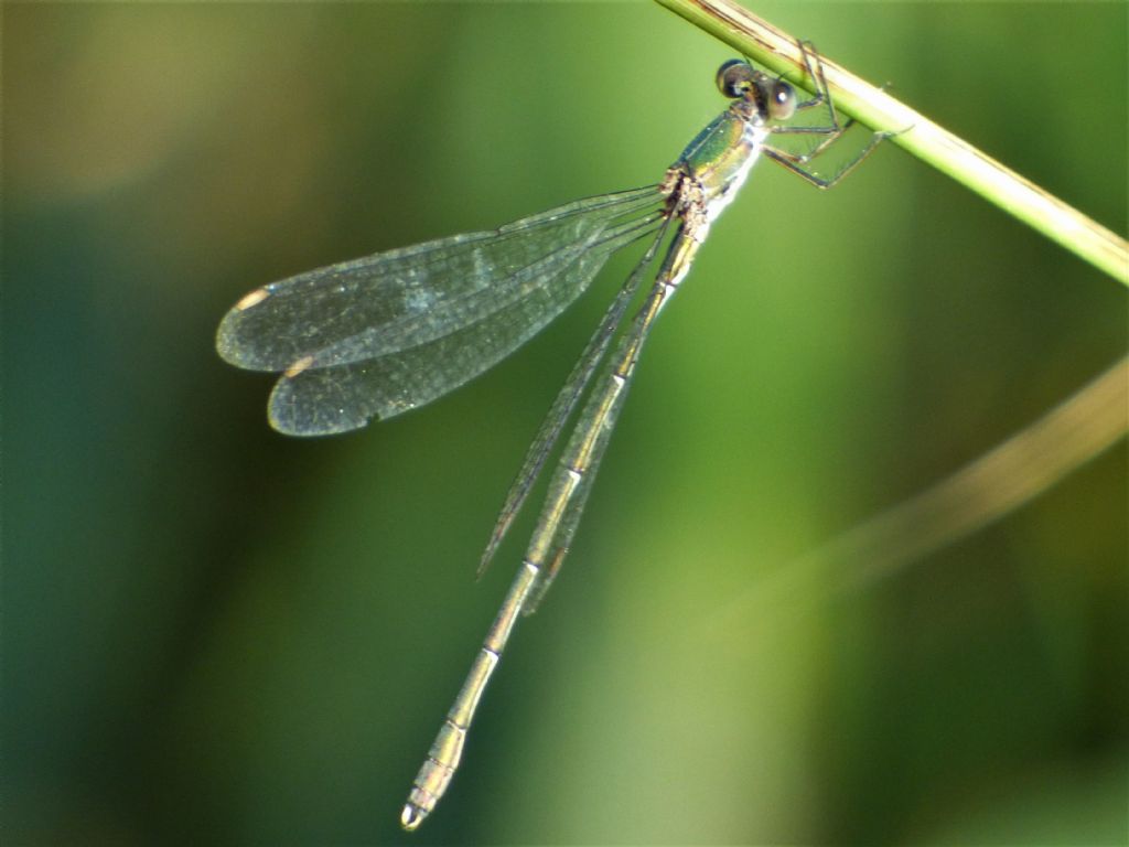 Lestidae: Chalcolestes viridis